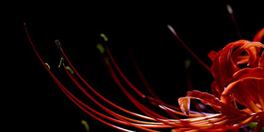 Criteri di Segnalazione delle Emissioni Finanziate