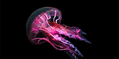 Global Emerging Markets Local Debt